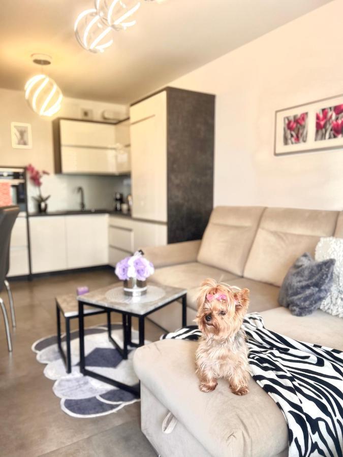 Downtownapartments Andy Air-Conditioned, Underground Parking Available Rzeszów Εξωτερικό φωτογραφία